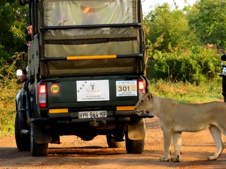 Lioness standing behind open safari vehicle during game drive in Kruger National Park