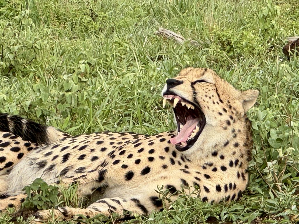 Cheetah relaxing in the grass a beautiful Kruger Park Moment