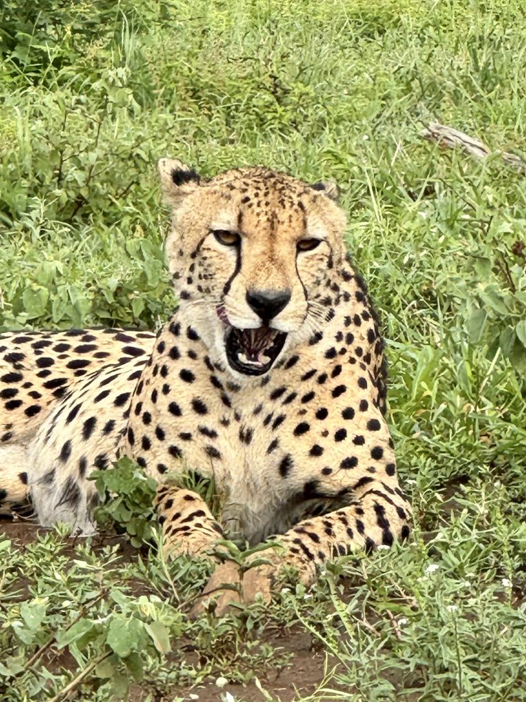 Cheetah resting in the grass in Kruger National Park