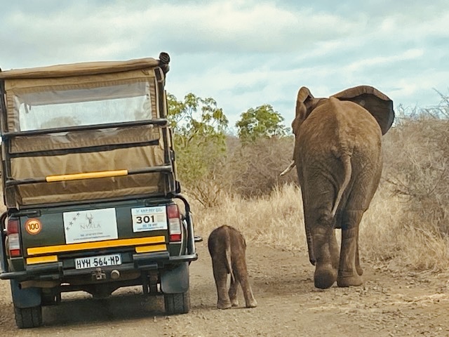 nyalaluxurysafaritents safari krugersafari big5