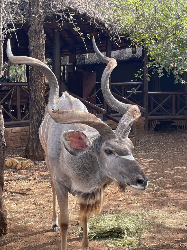 Kudu at Nyala Luxury Safari Tents bushexperience