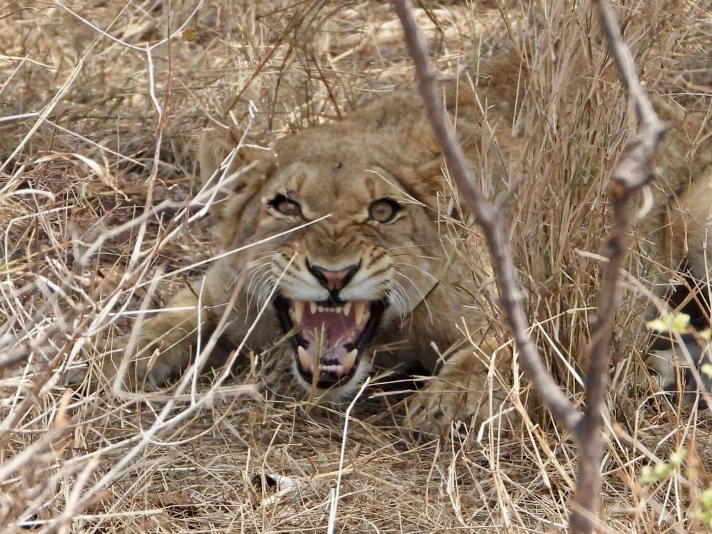 lion Kruger Safari Adventure Safari vibes nyalaluxurysafaritents