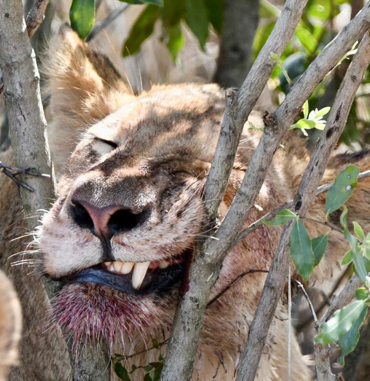 Lion sleeping after a feeding, in Kruger National Park