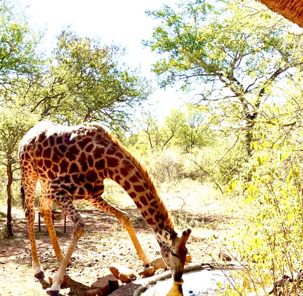 Giraffe drinking out of a waterhole at Nyala Luxury Safari Tents