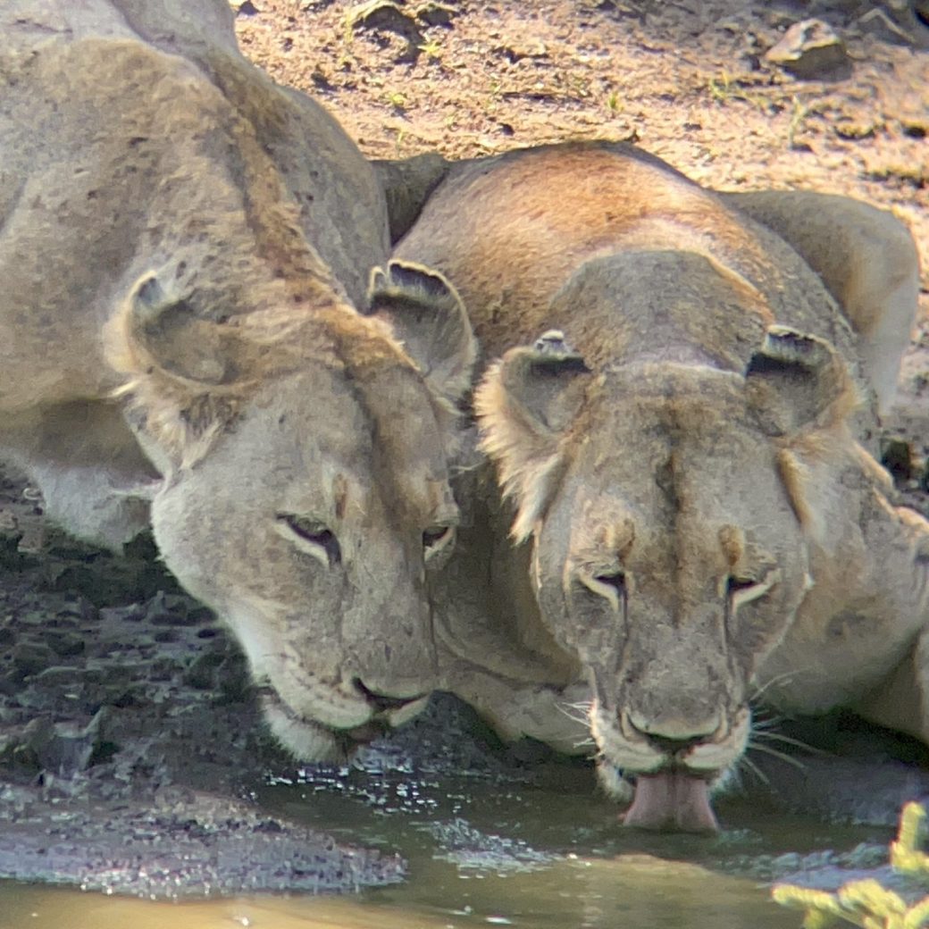 Lions Kruger Safari Safari Safari Vibes Nyala Luxury Safari Tents big 5