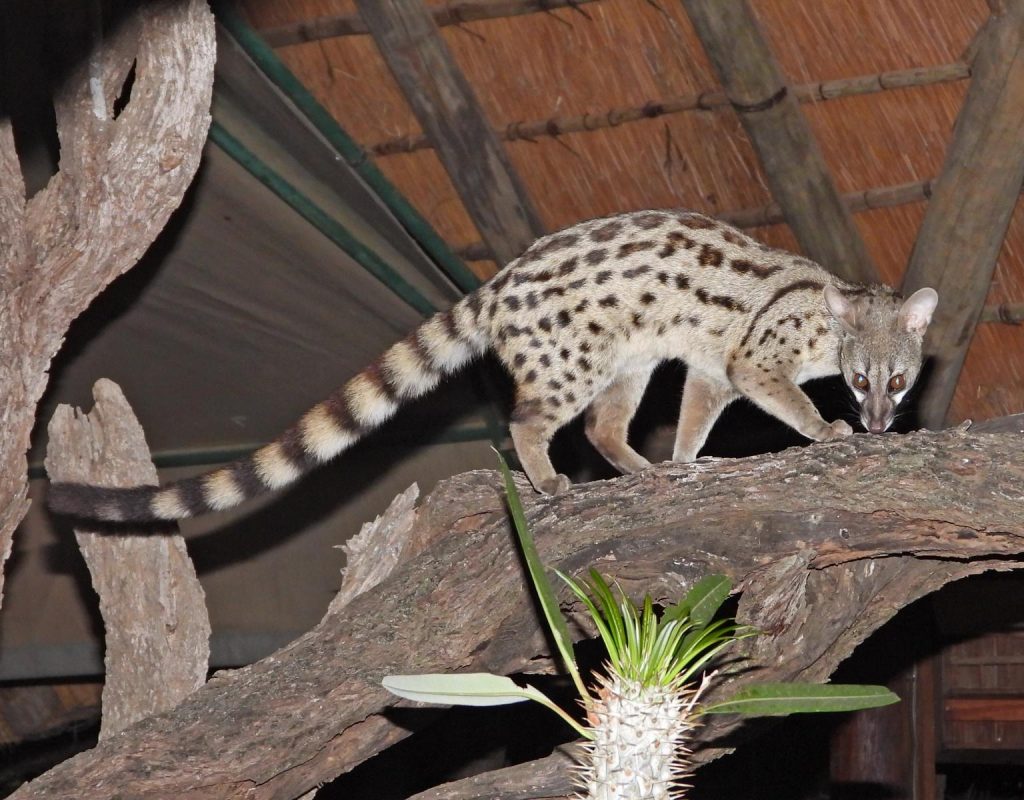 Genet at Nyala Luxury Safari Tents